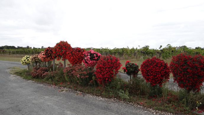Ligne de bégonias en test sur « la vague », avec une très bonne tenue cet été 2019. A l’Astredhor Sud-Ouest - Gie F&P, à Villenave-d’Ornon (33).